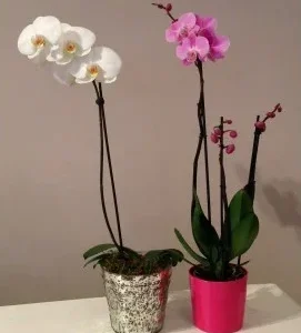Orchids windsor slough datched