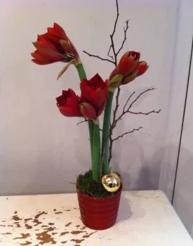 contemporary amaryllis pot flowers delivered berkshire florist